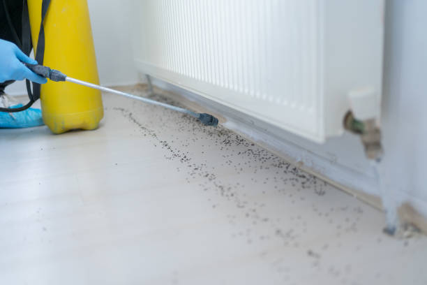 Best Pest Control Near Me  in El Sobrante, CA